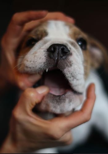 back-bay-dog-dental-exam Pet Dental Care in Boston: Vet Gives Dog Teeth Exam