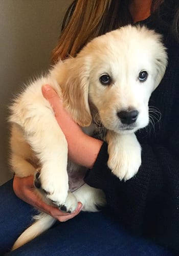 back-bay-vet-holding-puppy Pet Vaccinations in Boston: Vet Carrying Shy Puppy
