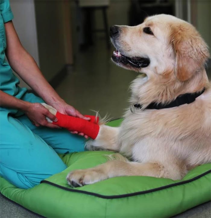 AAHA Accredited Animal Hospital in Boston: Veterinarian Holds Dog's Paw