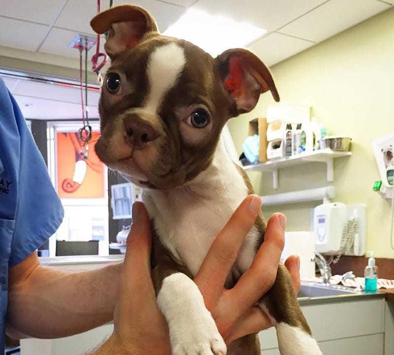 back-bay-veterinarian-holding-puppy Pet Surgery Services in Boston: Vet Holding Puppy