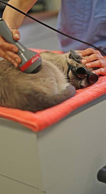 Cat Laser Therapy in Boston, MA