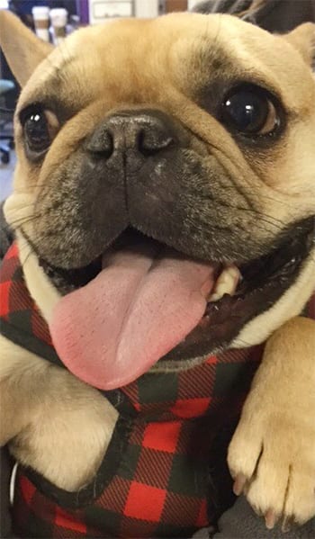 happy-smiling-dog happy-smiling-dog