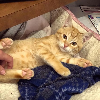 orange-kitten Pet Surgery Services in Boston: Kitten Laying On Blanket