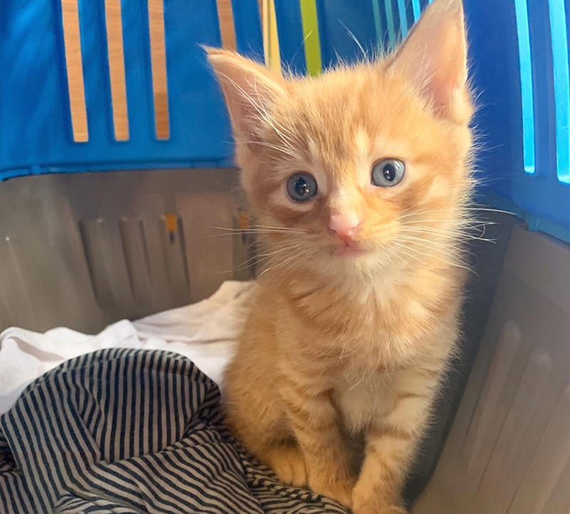 small-orange-kitten-at-back-bay-veterinary Pet Vaccinations in Boston: Kitten in Carrier