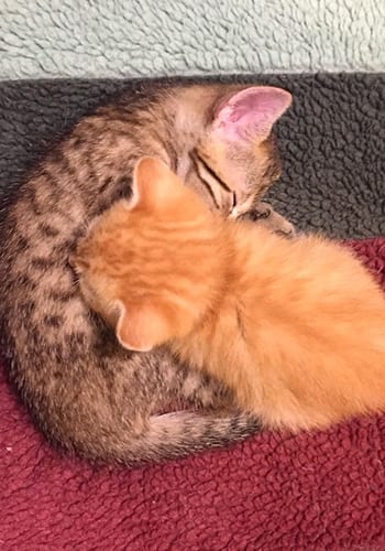 AAHA Accredited Animal Hospital in Boston: Kittens Laying On Towel