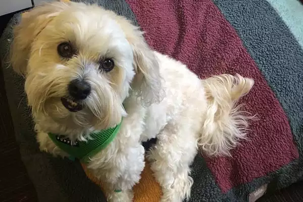 white-puppy-happy Veterinary House Calls in Boston: Dog Sitting On Blanket