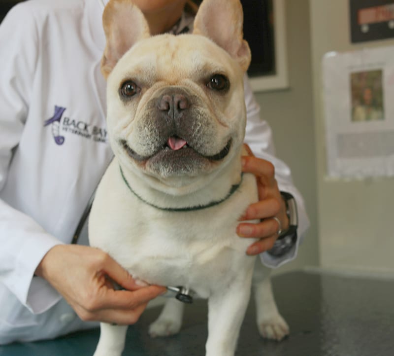 Wellness Exams for Pets Boston, MA