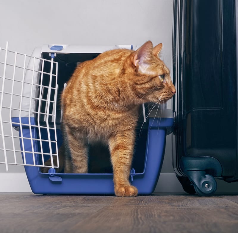 Ginger cat in a travel crate beside a suitcase look anxiously sideways. Pet Health Certificates for International Travel: Cat in Carrier