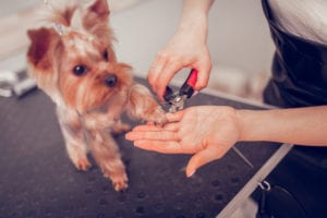 Everything You Need to Know About Dog Nail Trimming in Boston, MA | Back  Bay Veterinary Clinic
