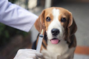 vaccinations required for dogs