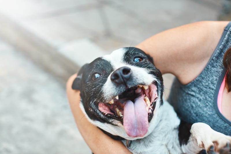 4 Ways to Treat Your Dog's Bad Breath in Boston, MA | Back Bay Veterinary  Clinic