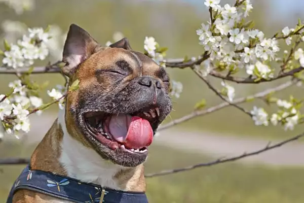 signs of dog allergies in Boston, ma