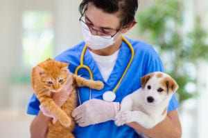 spay and neuter benefits in Boston, MA