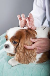 5 Benefits of Veterinary Acupuncture for Dogs & Cats in Boston, MA