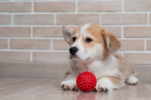 safest dog toys for a puppy