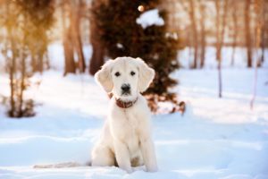 Ways to keep a dog safe in winter in Boston, MA