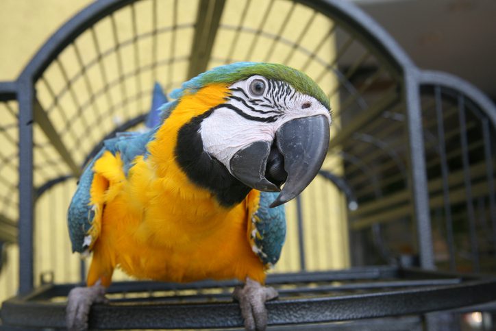 Tips for Caring for an Exotic Pet in Boston, MA