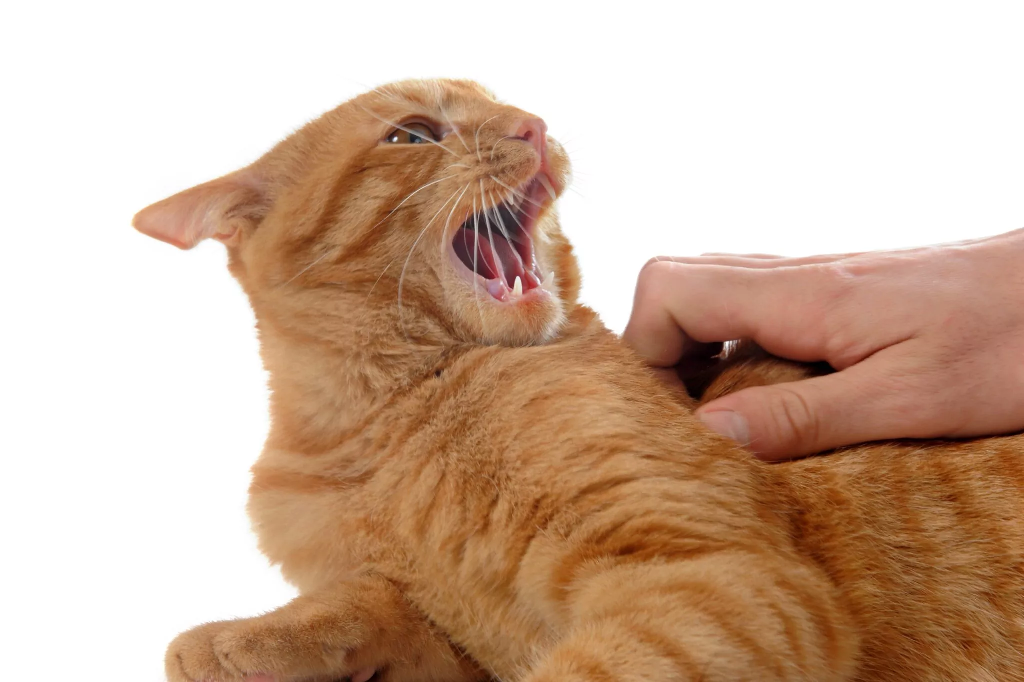 5 Reasons Why Your Cat Is Growling & How To Stop It