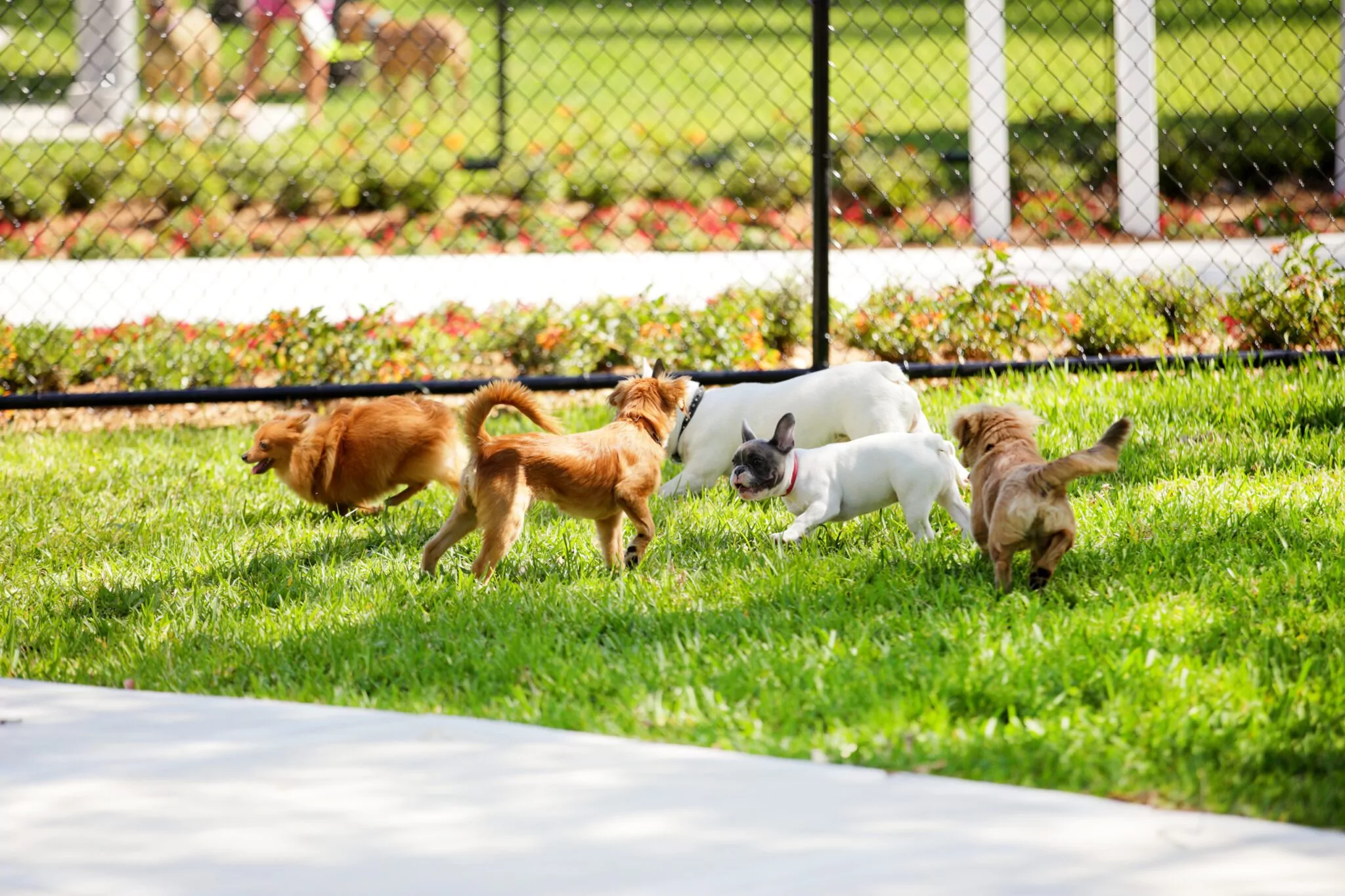 Safest Dog Toys for a Puppy in Boston, MA