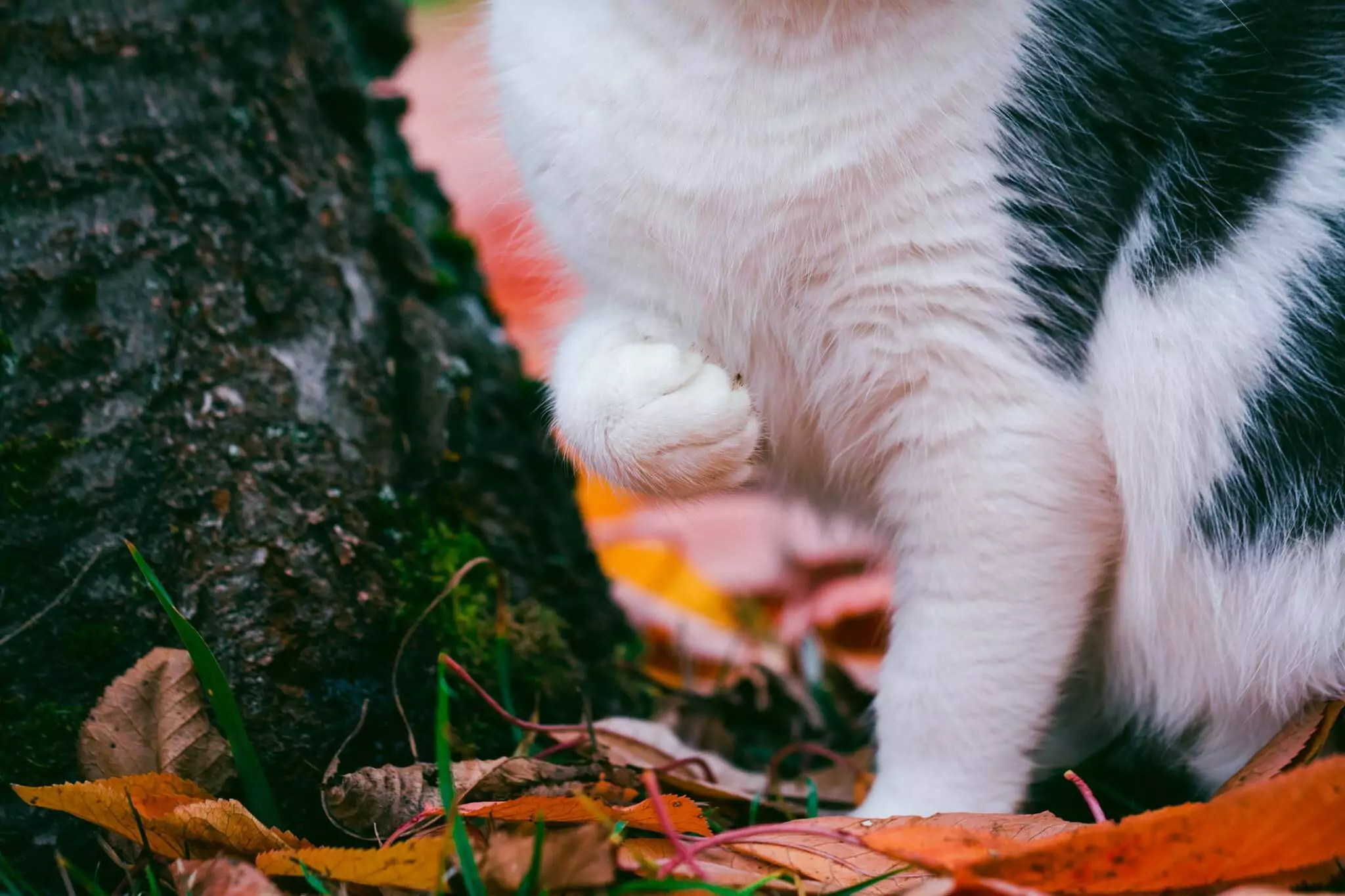 Find Out Why Your Cat Is Suddenly Aggressive