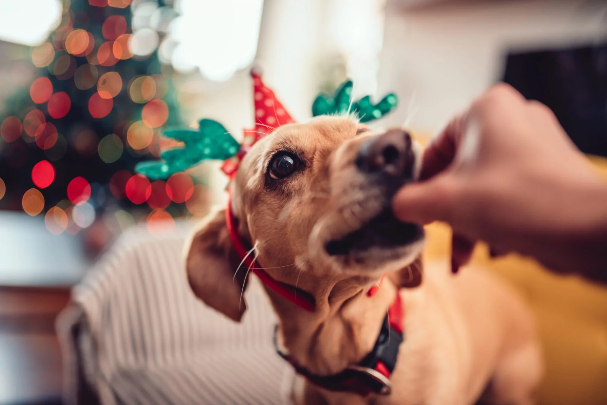 christmas foods your pet should avoid in boston ma