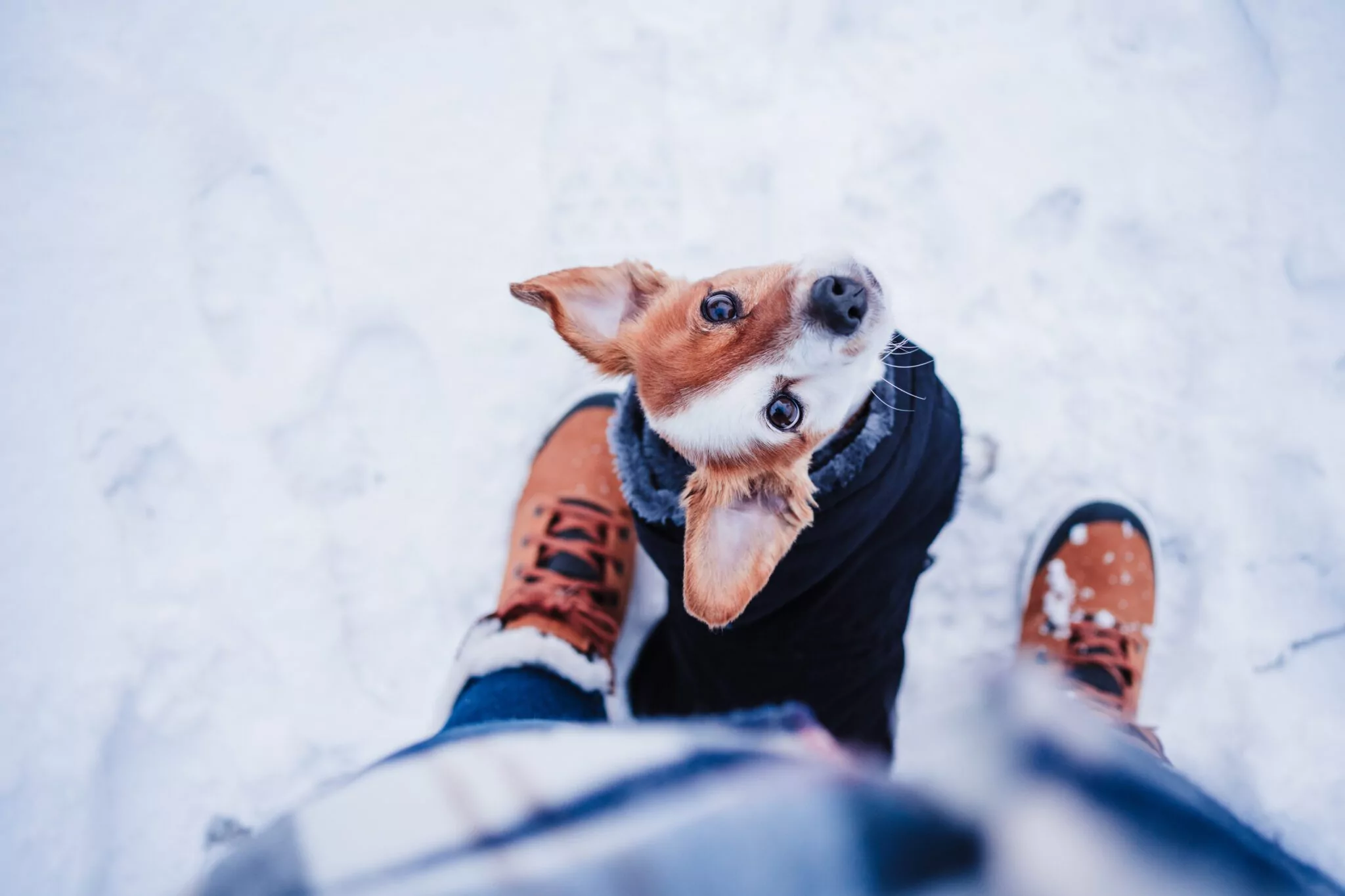 common winter pet emergencies in boston ma