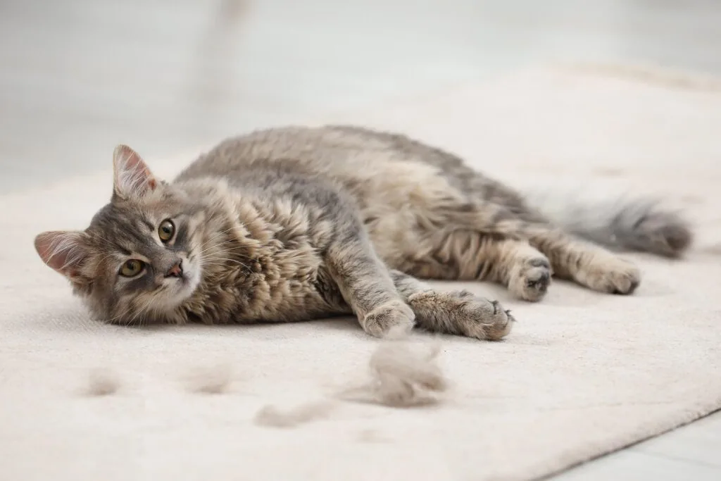 cat losing hair in boston, ma