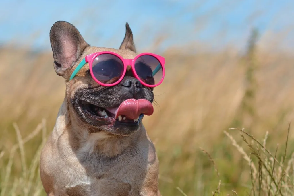 dog is overheating in boston, ma