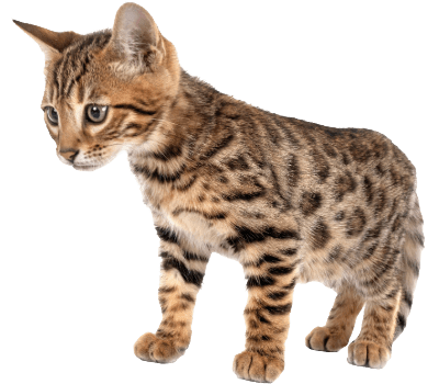 Bengal Kitten-2 (1)