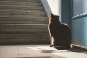 cat-sitting-at-bottom-of-staircase-inside