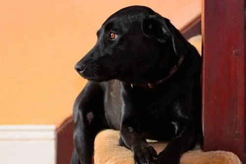 black-lab-dog-laying-at-the-bottom-of-a-staircase