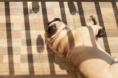 pug-laying-in-sunny-spot-on-floor