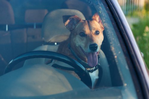 dog-sitting-in-driver's-seat-of-car-panting-with-tongue-out