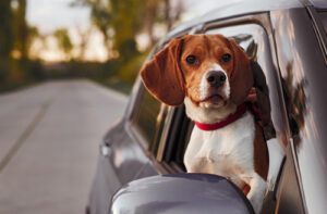 beagle-dog-riding-in-passenger-seat-of-car-with-head-out-the-window