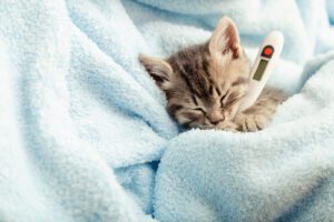 brown-and-gray-kitten-wrapped-in-a-blue-blanket-with-a-thermometer-tucked-in-its-arms