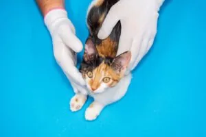 vet-examining-cat-with-ringworm-on-its-paws-against-blue-background