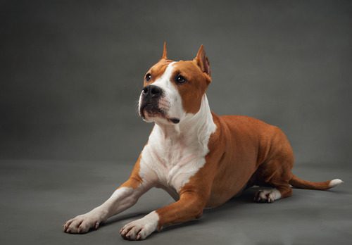American-staffordshire-terrier-dog-laying-stiffly-on-gray-backdrop