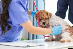 female-vet-using-stethoscope-to-examine-dog-at-clinic