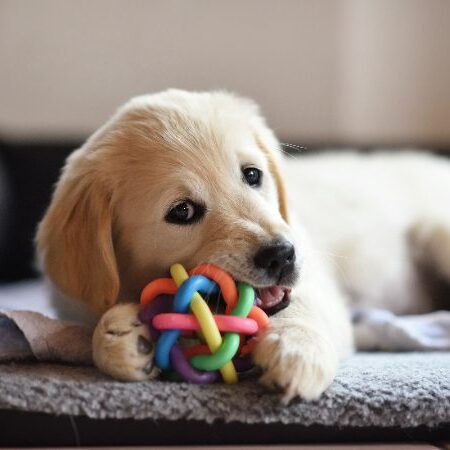puppy w toy-2